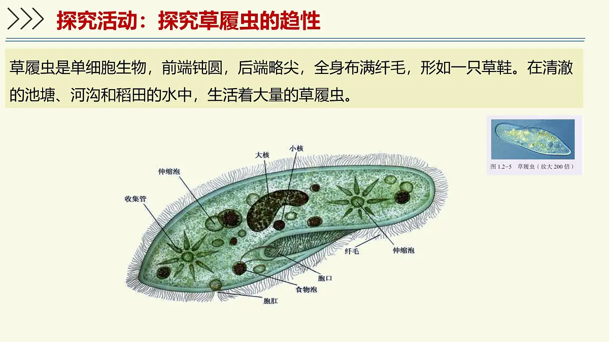 1.2.1细胞是生物体结构和功能的基本单位-第2课时（教学课件）——初中生物学济南版（2024）七年级上册教学第4页