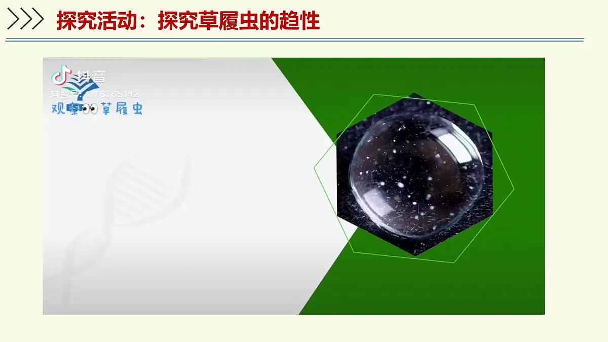 1.2.1细胞是生物体结构和功能的基本单位-第2课时（教学课件）——初中生物学济南版（2024）七年级上册教学第7页
