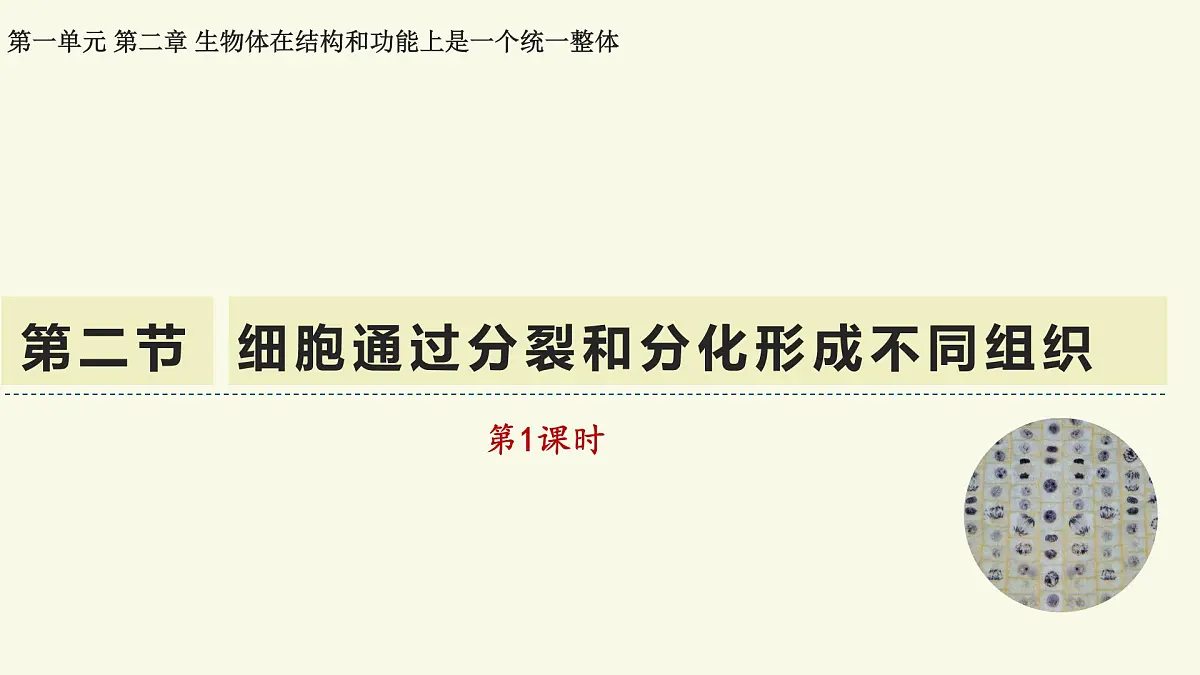 1.2.2细胞通过分裂和分化形成不同组织-第1课时（教学课件）——初中生物学济南版（2024）七年级上册第1页