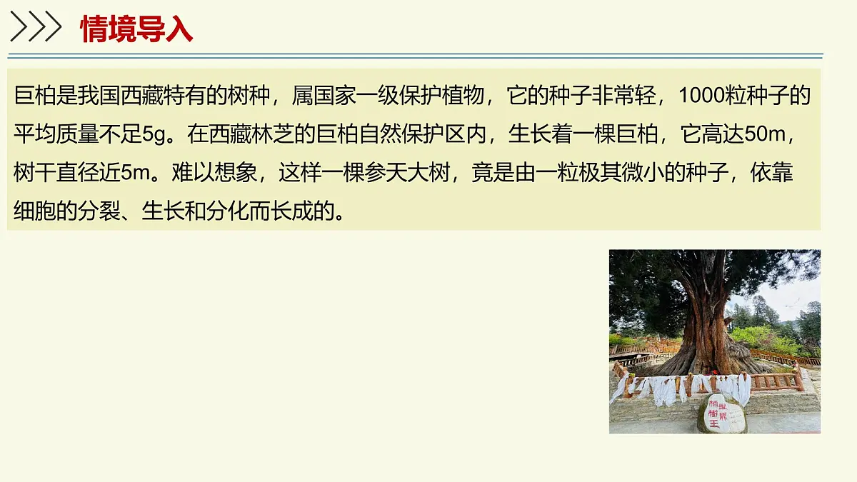 1.2.2细胞通过分裂和分化形成不同组织-第1课时（教学课件）——初中生物学济南版（2024）七年级上册第3页