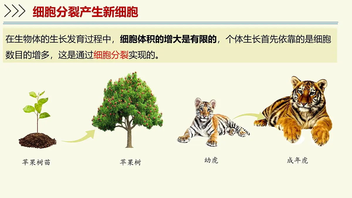 1.2.2细胞通过分裂和分化形成不同组织-第1课时（教学课件）——初中生物学济南版（2024）七年级上册第4页