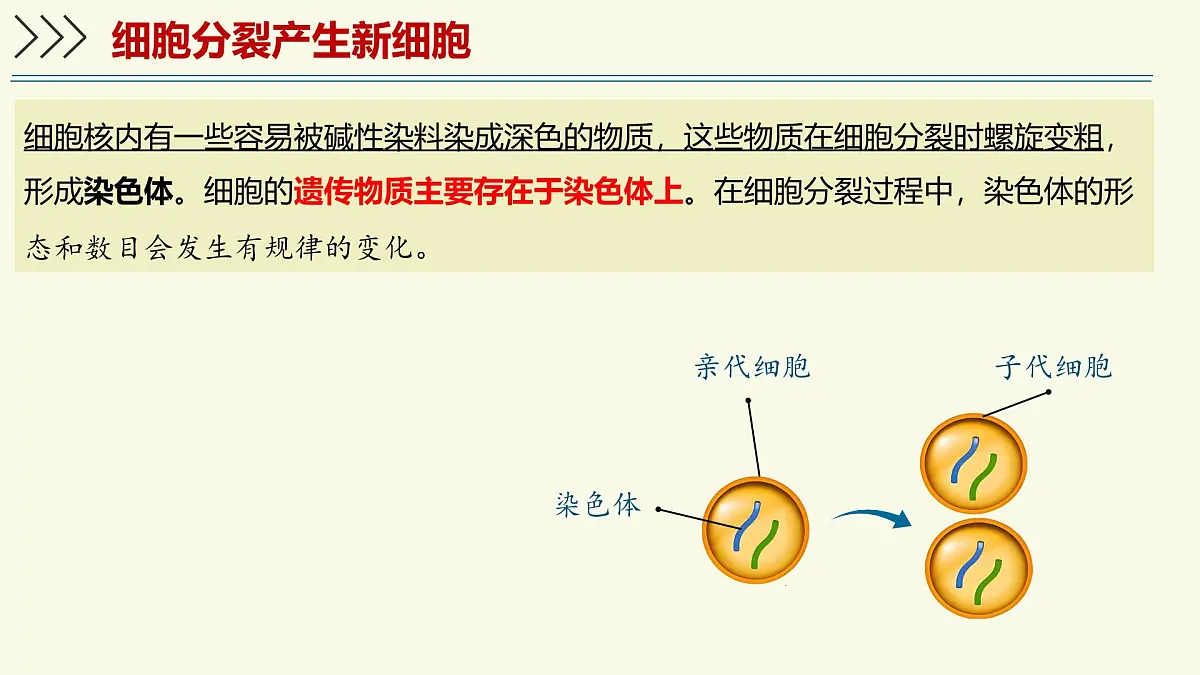 1.2.2细胞通过分裂和分化形成不同组织-第1课时（教学课件）——初中生物学济南版（2024）七年级上册第6页