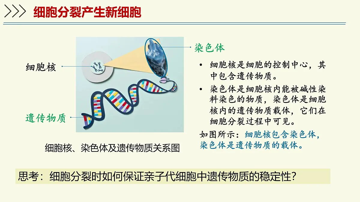 1.2.2细胞通过分裂和分化形成不同组织-第1课时（教学课件）——初中生物学济南版（2024）七年级上册第7页
