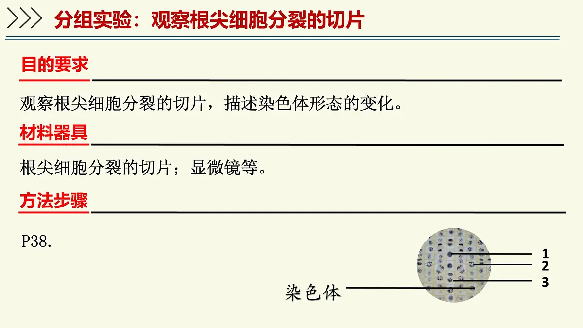 1.2.2细胞通过分裂和分化形成不同组织-第1课时（教学课件）——初中生物学济南版（2024）七年级上册第8页