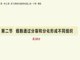 1.2.2細(xì)胞通過分裂和分化形成不同組織-第2課時(shí)（教學(xué)課件）——初中生物學(xué)濟(jì)南版（2024）七年級上冊