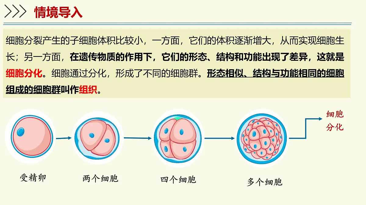 1.2.2细胞通过分裂和分化形成不同组织-第2课时（教学课件）——初中生物学济南版（2024）七年级上册第3页