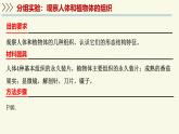 1.2.2細(xì)胞通過分裂和分化形成不同組織-第2課時(shí)（教學(xué)課件）——初中生物學(xué)濟(jì)南版（2024）七年級上冊