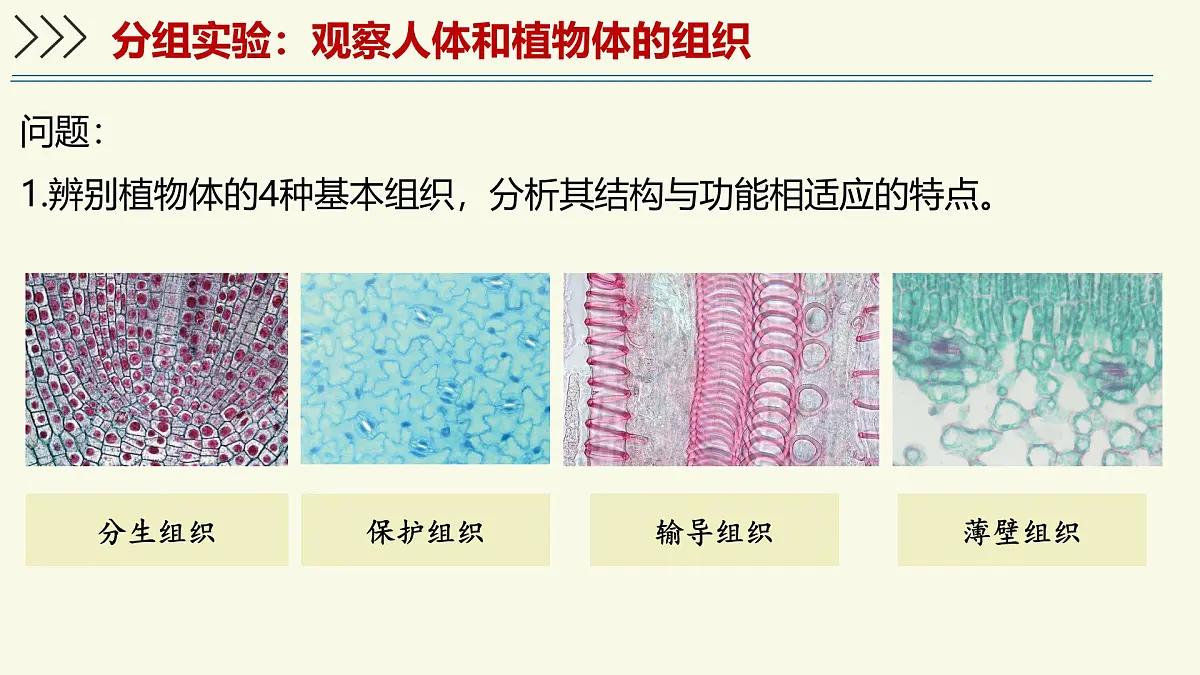 1.2.2细胞通过分裂和分化形成不同组织-第2课时（教学课件）——初中生物学济南版（2024）七年级上册第5页