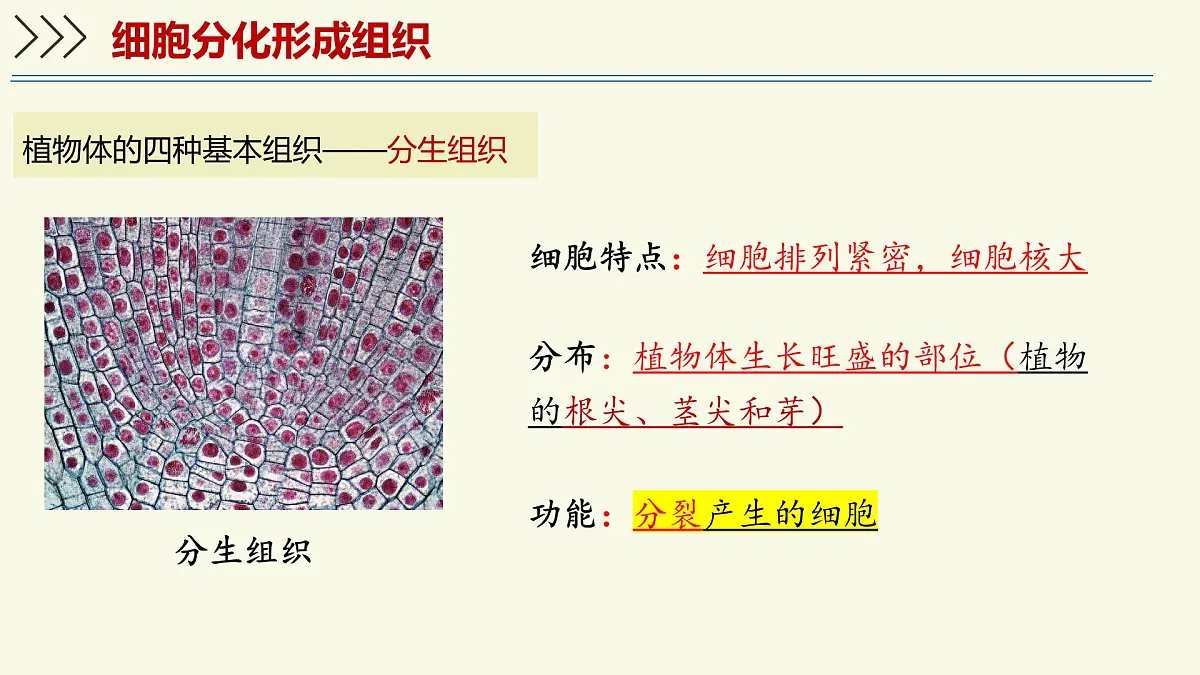 1.2.2细胞通过分裂和分化形成不同组织-第2课时（教学课件）——初中生物学济南版（2024）七年级上册第6页