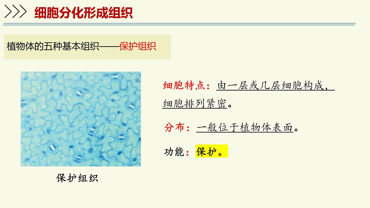 1.2.2细胞通过分裂和分化形成不同组织-第2课时（教学课件）——初中生物学济南版（2024）七年级上册第8页