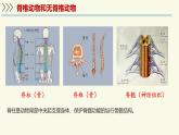 2.2.1無(wú)脊椎動(dòng)物體內(nèi)沒(méi)有脊柱-第1課時(shí)（教學(xué)課件）——初中生物學(xué)濟(jì)南版（2024）七年級(jí)上冊(cè)課件