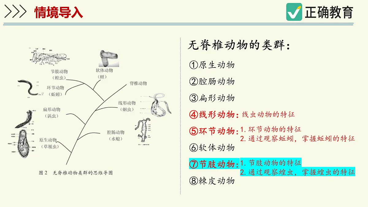 2.2.1无脊椎动物体内没有脊柱-第2课时（教学课件）——初中生物学济南版（2024）七年级上册课件第3页