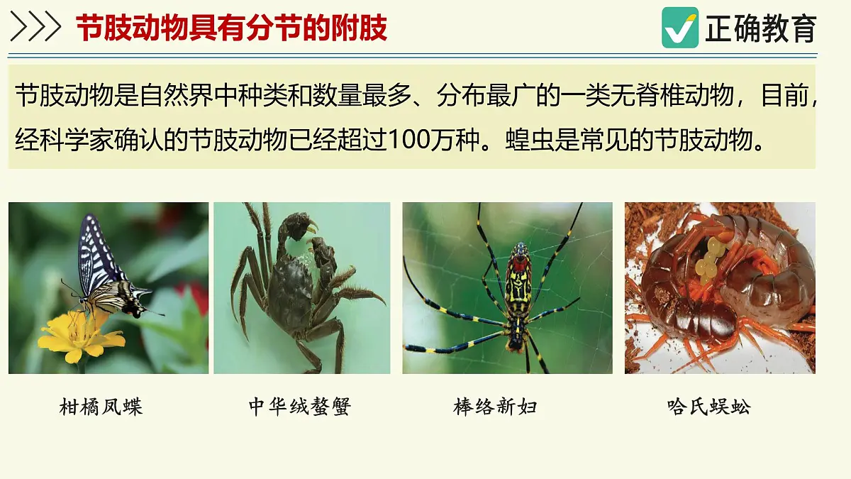 2.2.1无脊椎动物体内没有脊柱-第2课时（教学课件）——初中生物学济南版（2024）七年级上册课件第4页