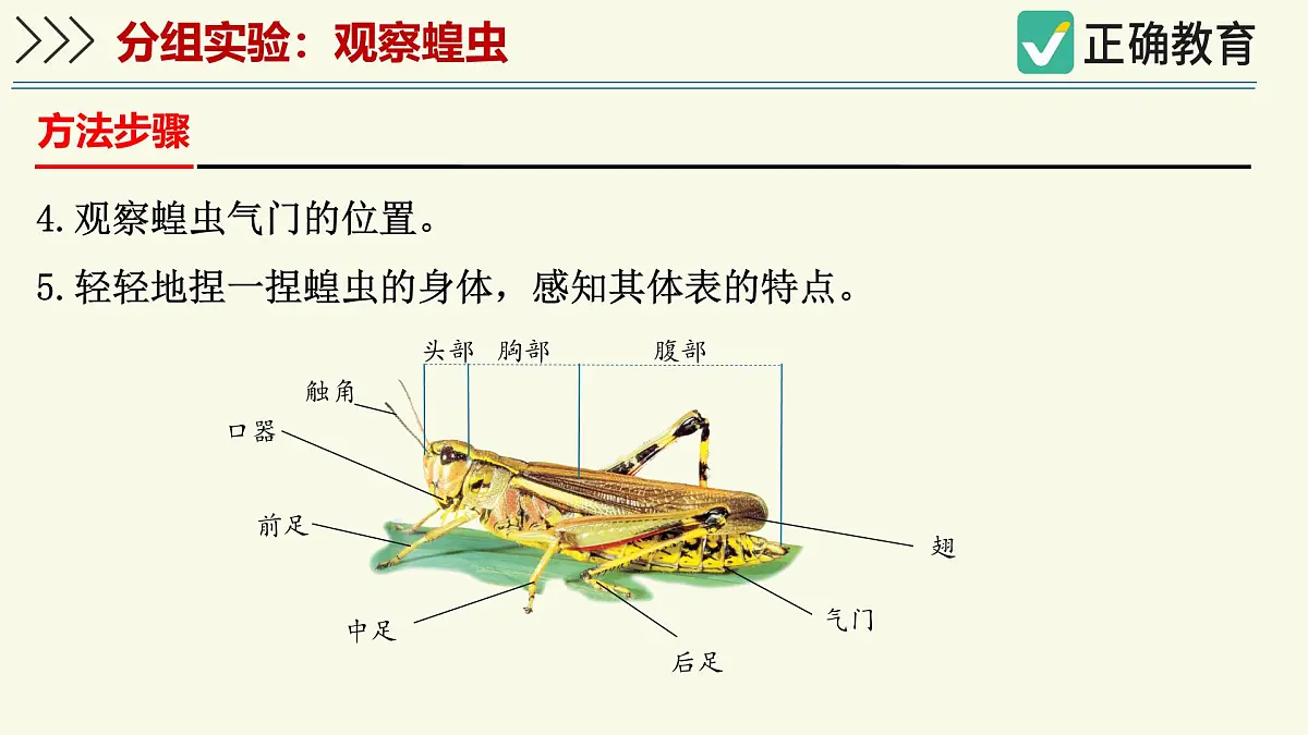 2.2.1无脊椎动物体内没有脊柱-第2课时（教学课件）——初中生物学济南版（2024）七年级上册课件第6页