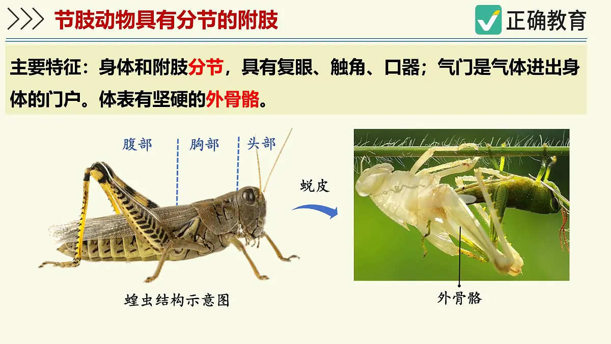 2.2.1无脊椎动物体内没有脊柱-第2课时（教学课件）——初中生物学济南版（2024）七年级上册课件第8页