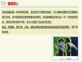 2.2.2脊椎動(dòng)物身體背部有脊柱-第1課時(shí)（教學(xué)課件）——初中生物學(xué)濟(jì)南版（2024）七年級(jí)上冊(cè)課件