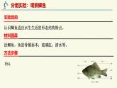2.2.2脊椎動(dòng)物身體背部有脊柱-第1課時(shí)（教學(xué)課件）——初中生物學(xué)濟(jì)南版（2024）七年級(jí)上冊(cè)課件