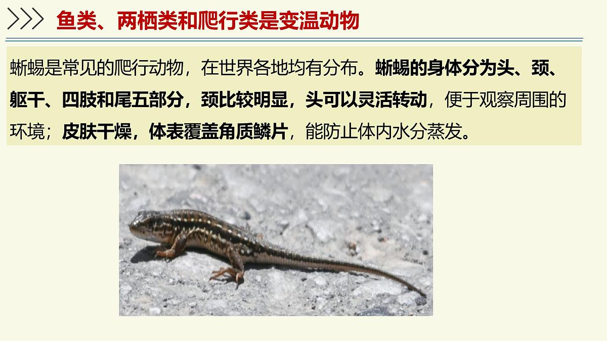 2.2.2脊椎动物身体背部有脊柱-第3课时（教学课件）——初中生物学济南版（2024）七年级上册课件第4页