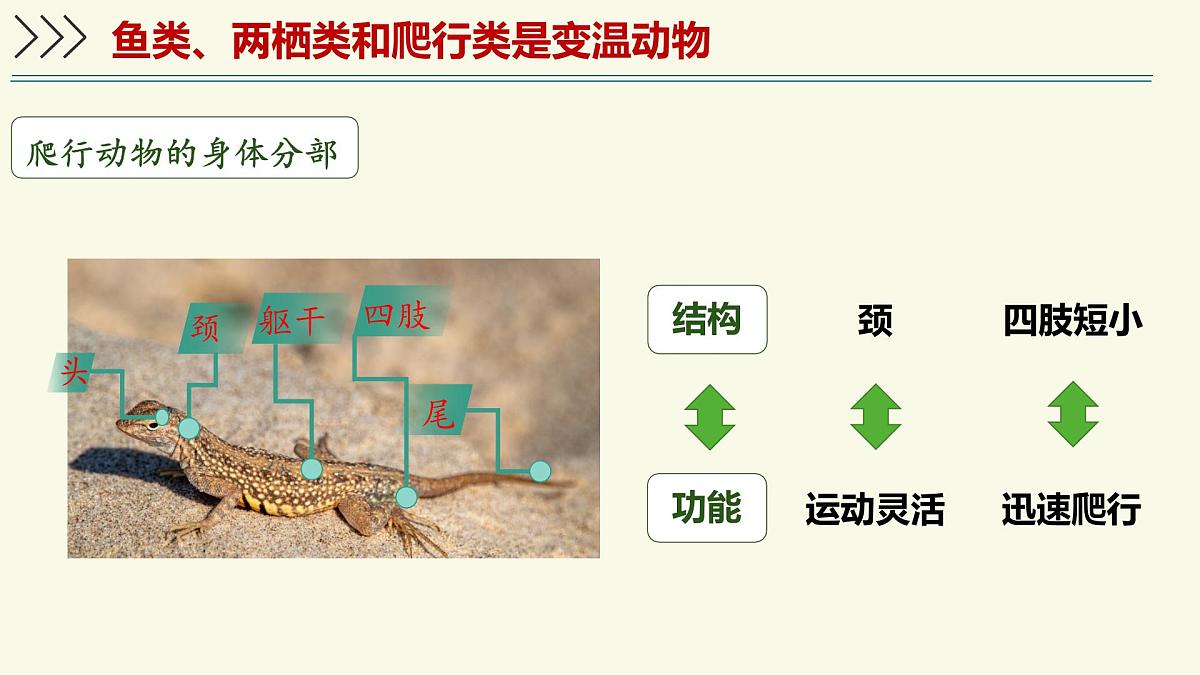 2.2.2脊椎动物身体背部有脊柱-第3课时（教学课件）——初中生物学济南版（2024）七年级上册课件第5页