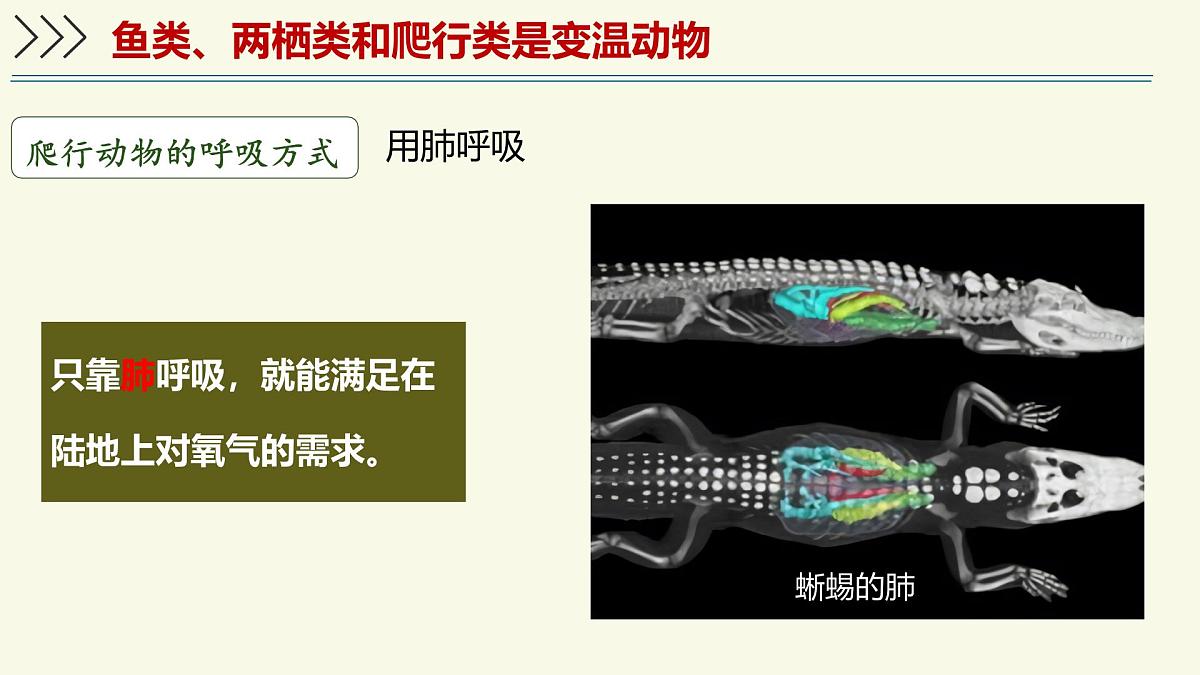 2.2.2脊椎动物身体背部有脊柱-第3课时（教学课件）——初中生物学济南版（2024）七年级上册课件第6页