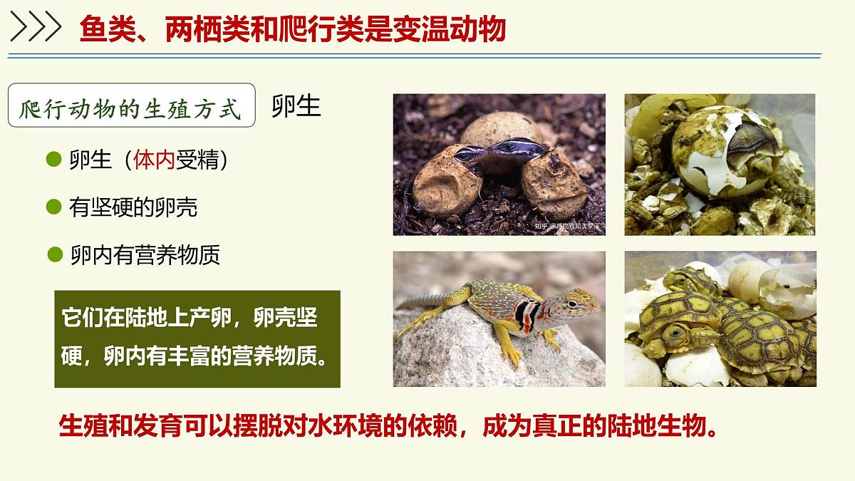 2.2.2脊椎动物身体背部有脊柱-第3课时（教学课件）——初中生物学济南版（2024）七年级上册课件第7页
