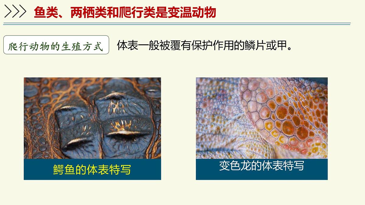 2.2.2脊椎动物身体背部有脊柱-第3课时（教学课件）——初中生物学济南版（2024）七年级上册课件第8页
