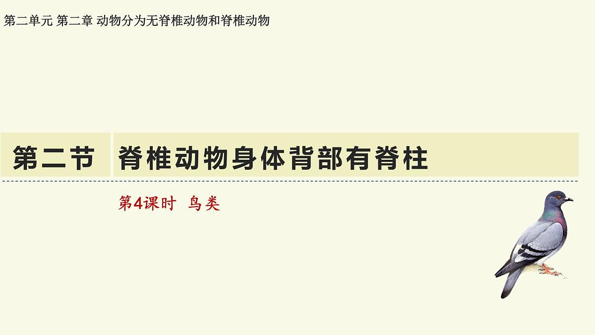 2.2.2脊椎动物身体背部有脊柱-第4课时（教学课件）——初中生物学济南版（2024）七年级上册课件第1页