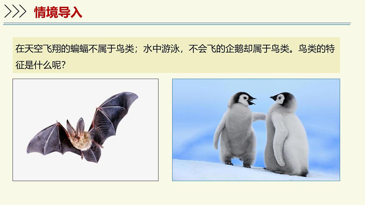 2.2.2脊椎动物身体背部有脊柱-第4课时（教学课件）——初中生物学济南版（2024）七年级上册课件第3页