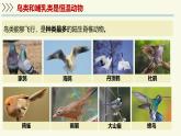 2.2.2脊椎動(dòng)物身體背部有脊柱-第4課時(shí)（教學(xué)課件）——初中生物學(xué)濟(jì)南版（2024）七年級(jí)上冊(cè)課件