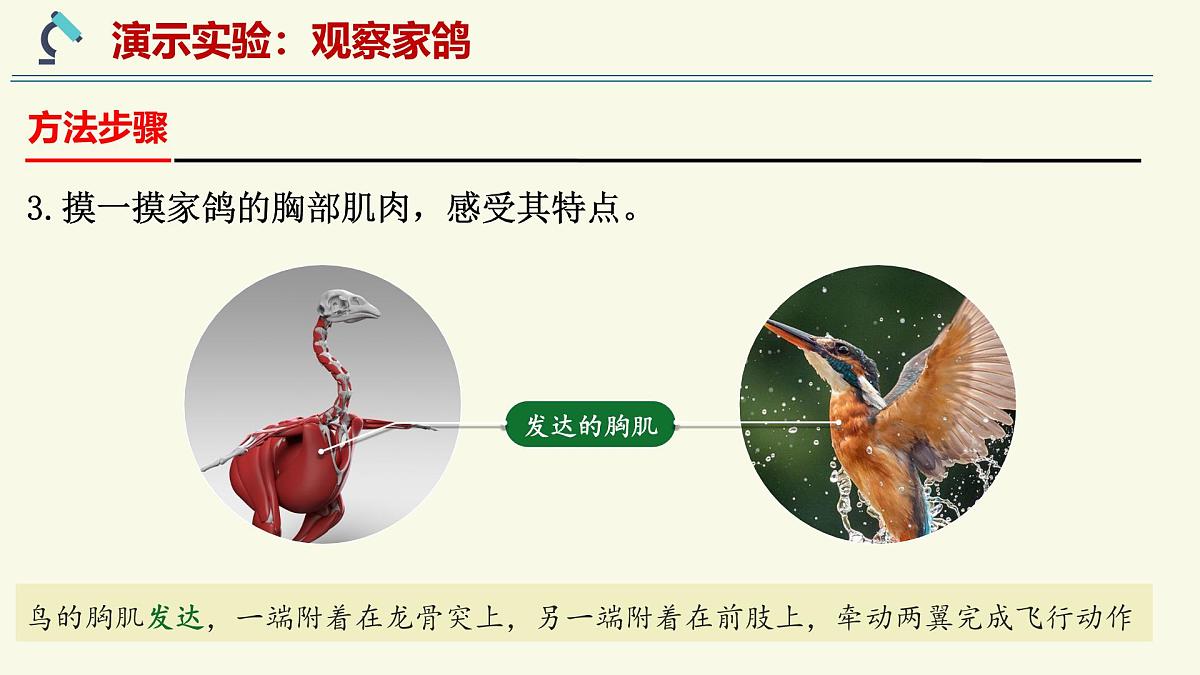 2.2.2脊椎动物身体背部有脊柱-第4课时（教学课件）——初中生物学济南版（2024）七年级上册课件第8页