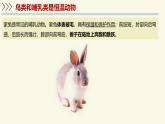 2.2.2脊椎動(dòng)物身體背部有脊柱-第5課時(shí)（教學(xué)課件）——初中生物學(xué)濟(jì)南版（2024）七年級(jí)上冊(cè)課件