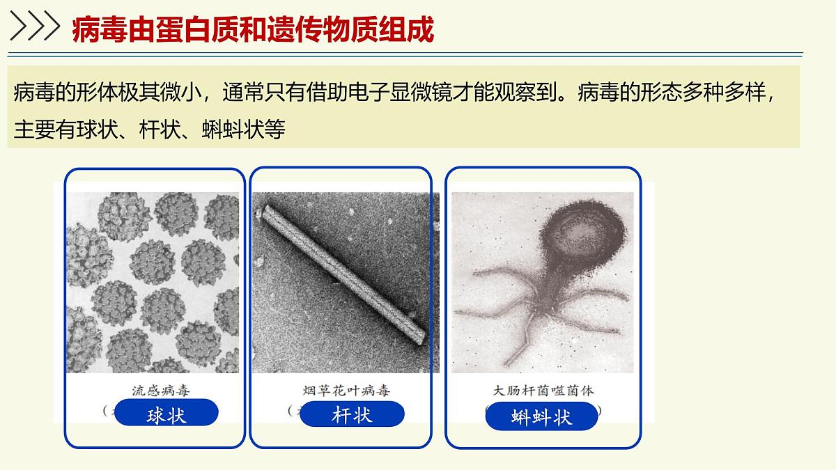 2.3.1病毒是没有细胞结构的生物（教学课件）——初中生物学济南版（2024）七年级上册第4页