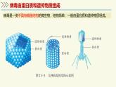 2.3.1病毒是沒(méi)有細(xì)胞結(jié)構(gòu)的生物（教學(xué)課件）——初中生物學(xué)濟(jì)南版（2024）七年級(jí)上冊(cè)