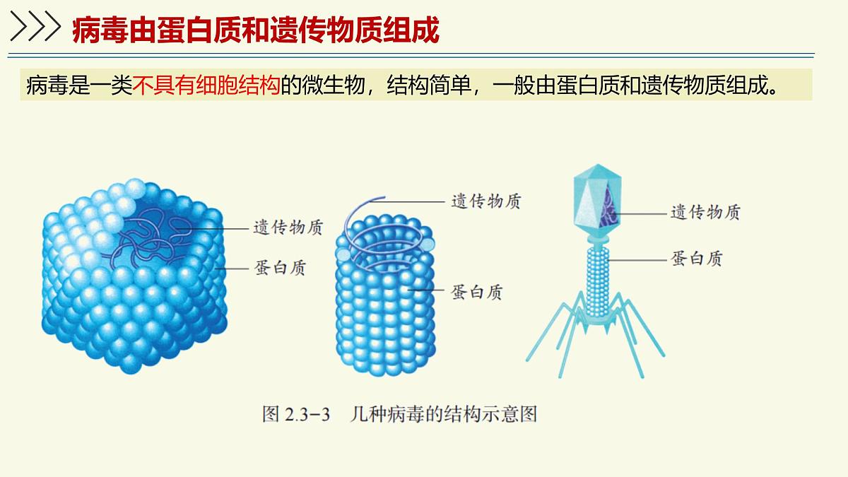 2.3.1病毒是没有细胞结构的生物（教学课件）——初中生物学济南版（2024）七年级上册第5页