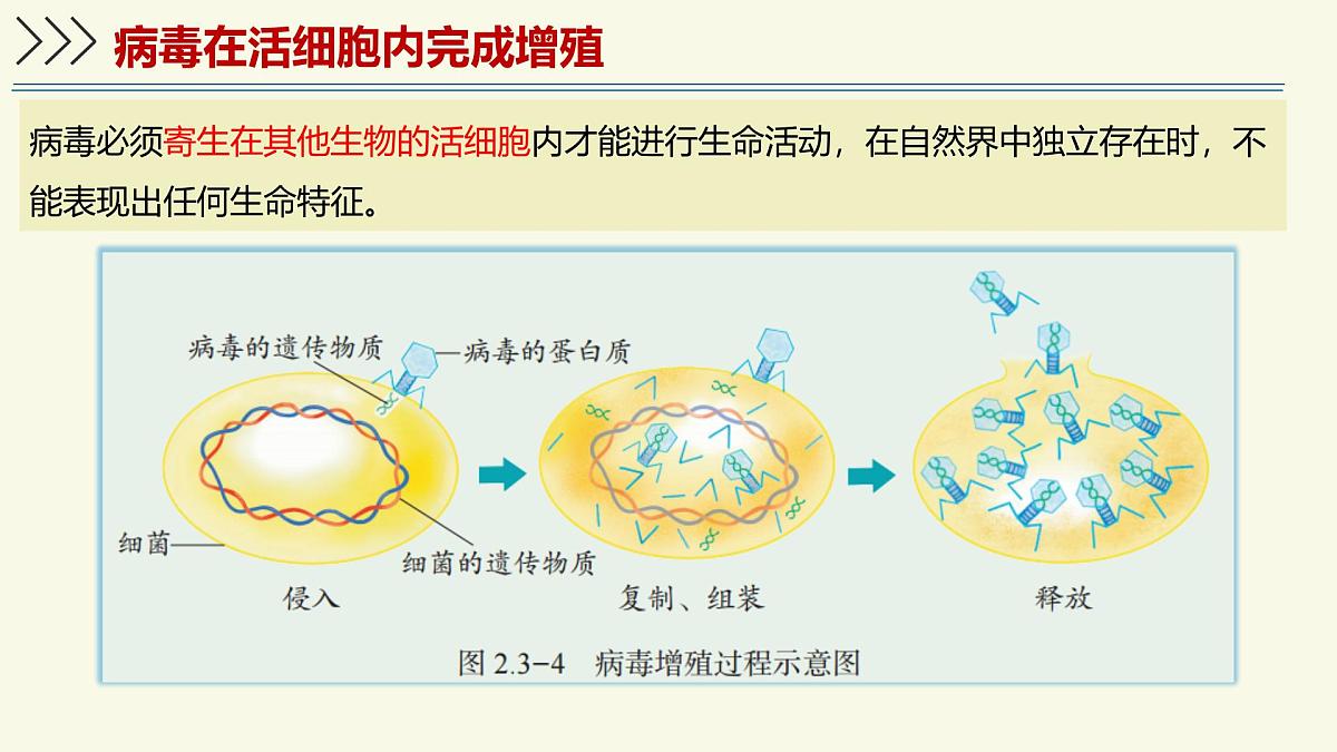 2.3.1病毒是没有细胞结构的生物（教学课件）——初中生物学济南版（2024）七年级上册第7页