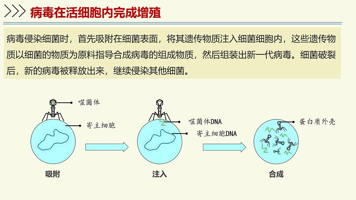 2.3.1病毒是没有细胞结构的生物（教学课件）——初中生物学济南版（2024）七年级上册第8页