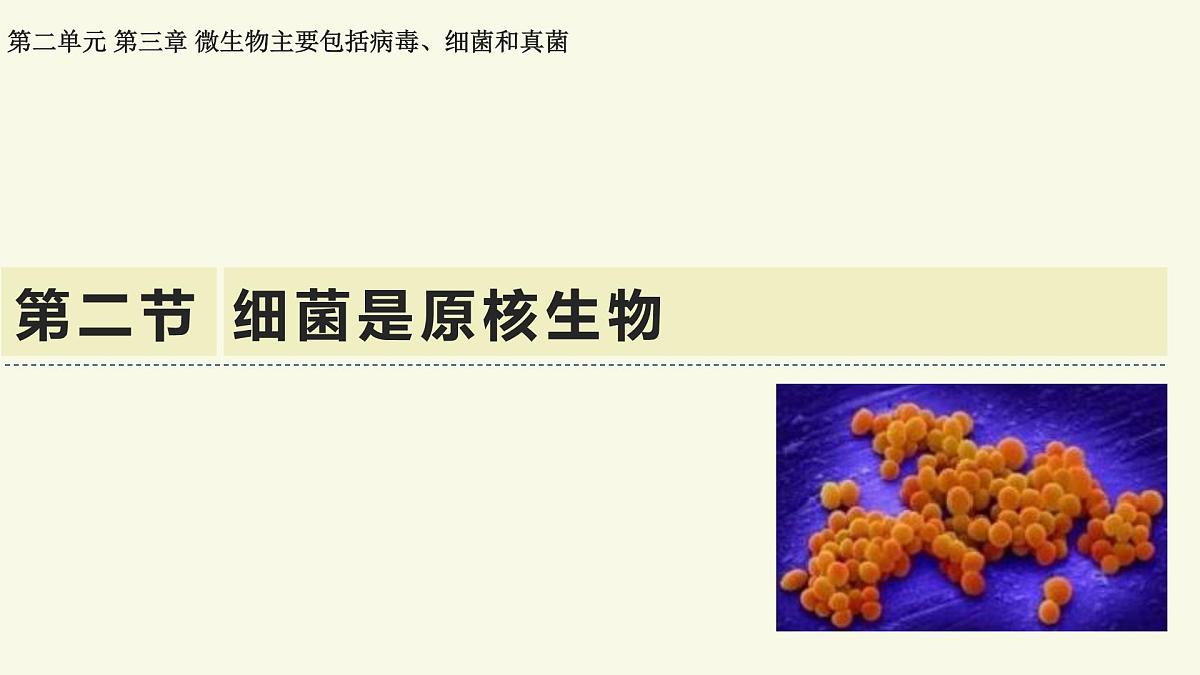 2.3.2细菌是原核生物（教学课件）——初中生物学济南版（2024）七年级上册第1页