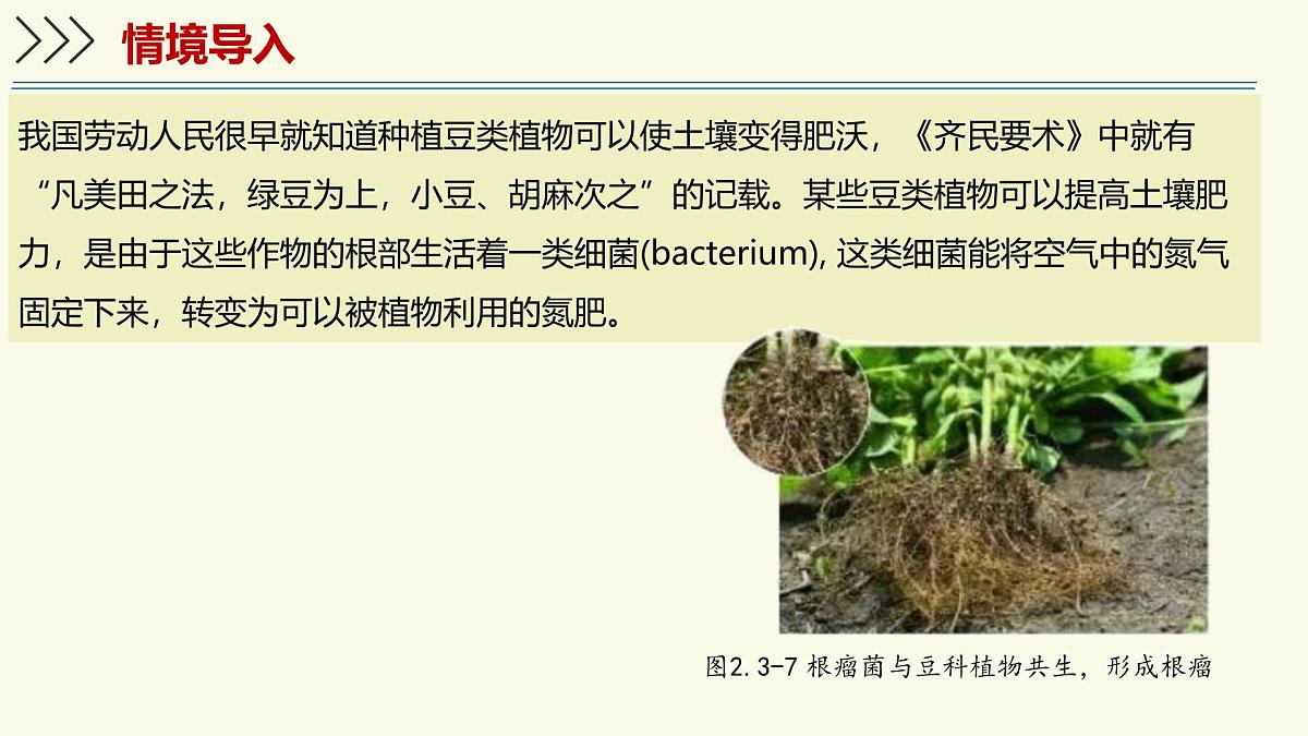 2.3.2细菌是原核生物（教学课件）——初中生物学济南版（2024）七年级上册第3页