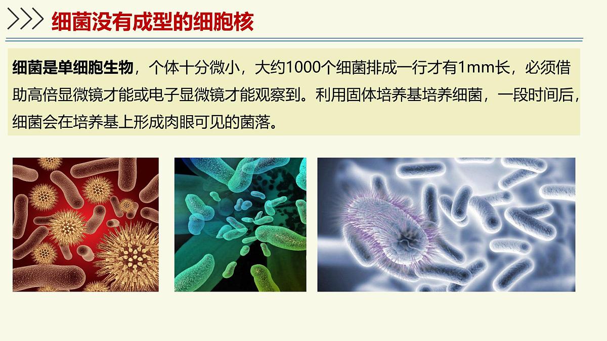 2.3.2细菌是原核生物（教学课件）——初中生物学济南版（2024）七年级上册第4页