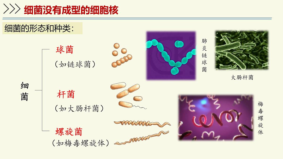 2.3.2细菌是原核生物（教学课件）——初中生物学济南版（2024）七年级上册第8页