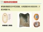 2.3.3真菌是真核生物——初中生物學(xué)濟(jì)南版（2024）七年級(jí)上冊(cè)課件