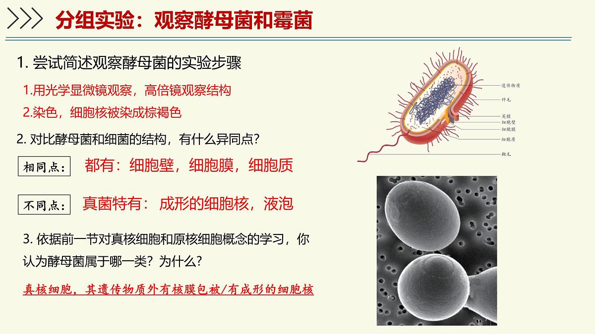 2.3.3真菌是真核生物——初中生物学济南版（2024）七年级上册课件第6页