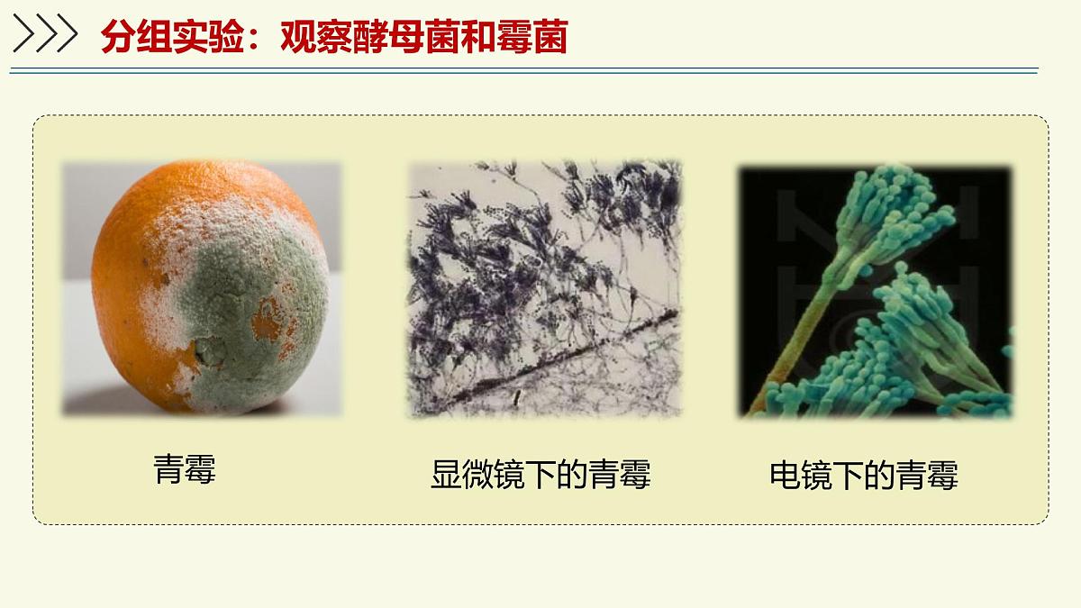 2.3.3真菌是真核生物——初中生物学济南版（2024）七年级上册课件第7页