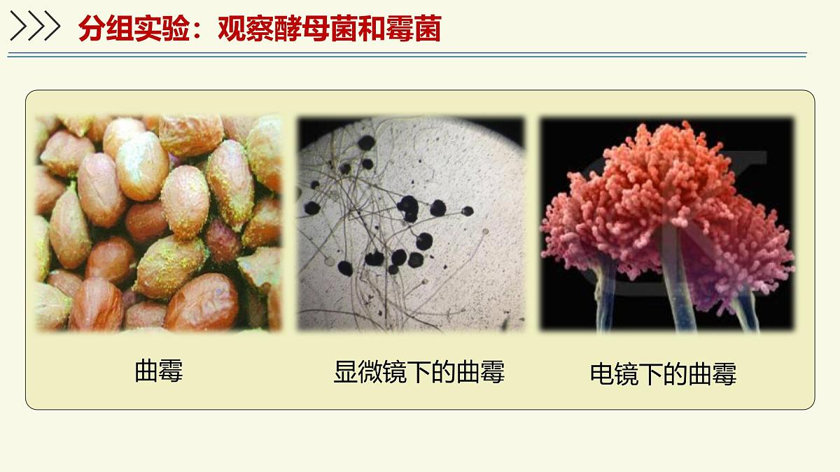 2.3.3真菌是真核生物——初中生物学济南版（2024）七年级上册课件第8页