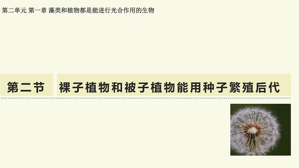 2.1.2裸子植物和被子植物能用种子繁殖后代（教学课件）——初中生物学济南版（2024）七年级上册第1页