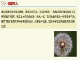 2.1.2裸子植物和被子植物能用種子繁殖后代（教學(xué)課件）——初中生物學(xué)濟(jì)南版（2024）七年級(jí)上冊(cè)