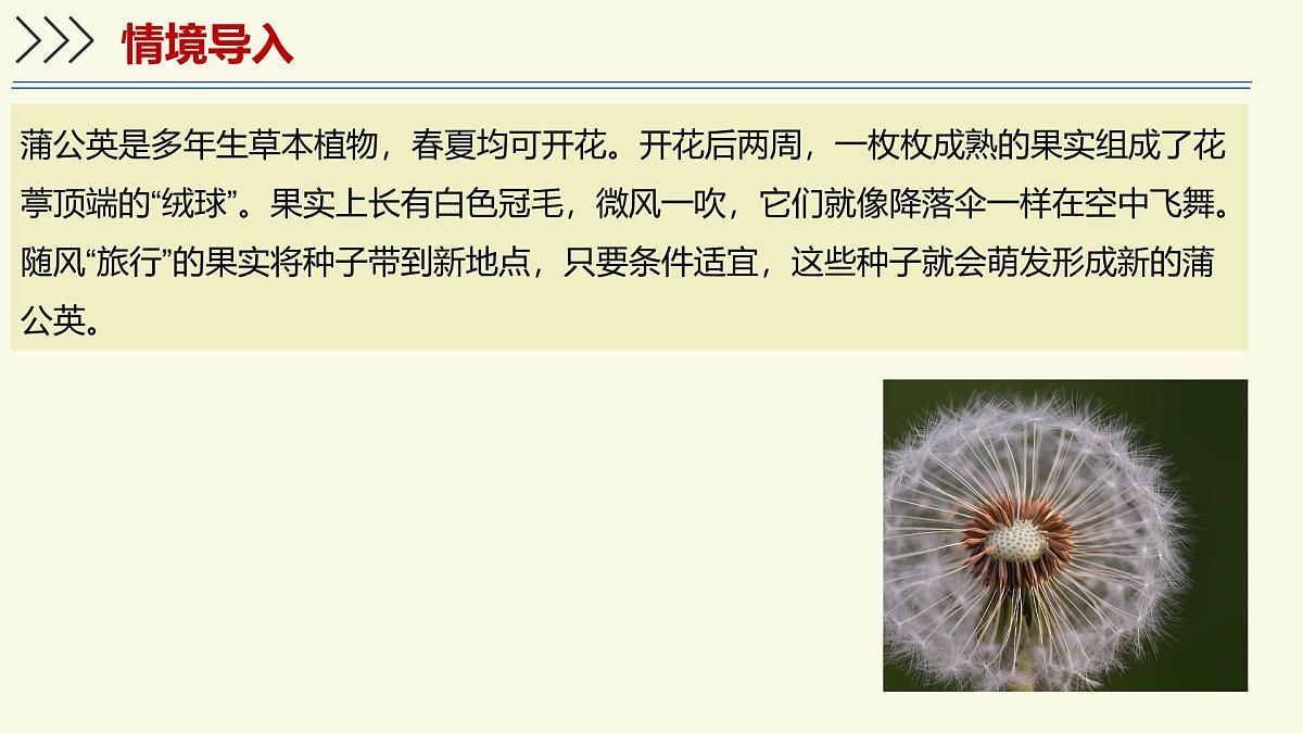 2.1.2裸子植物和被子植物能用种子繁殖后代（教学课件）——初中生物学济南版（2024）七年级上册第3页