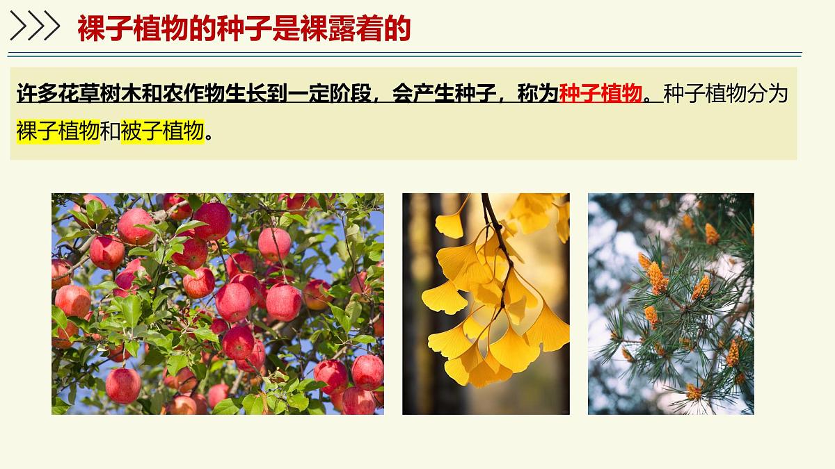 2.1.2裸子植物和被子植物能用种子繁殖后代（教学课件）——初中生物学济南版（2024）七年级上册第4页
