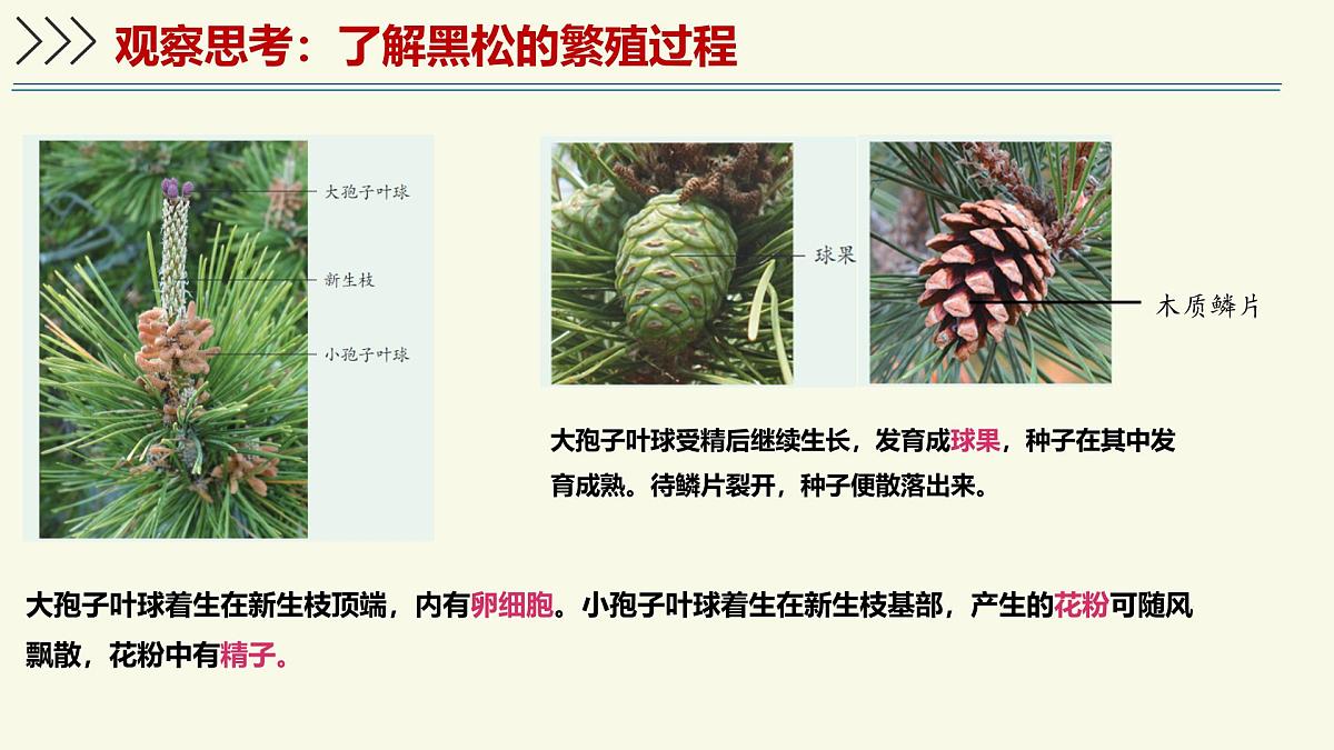 2.1.2裸子植物和被子植物能用种子繁殖后代（教学课件）——初中生物学济南版（2024）七年级上册第5页