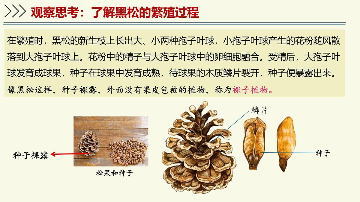 2.1.2裸子植物和被子植物能用种子繁殖后代（教学课件）——初中生物学济南版（2024）七年级上册第6页